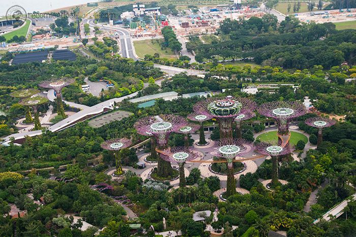 Supertree-Grove-Marina-Bay-Sands