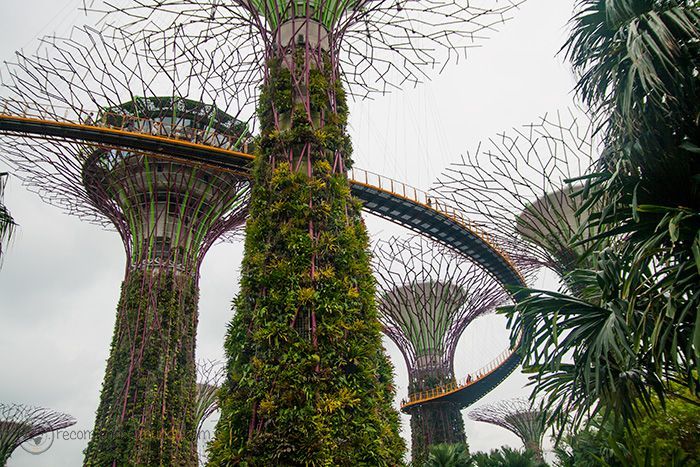 Supertree Grove Singapur