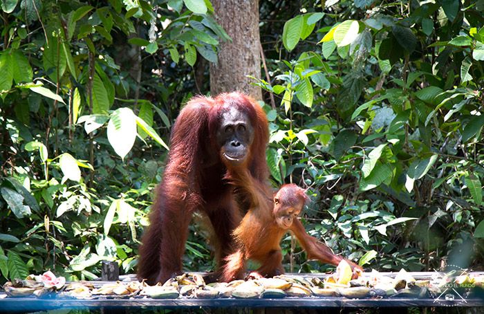 Orangutanes en Borneo