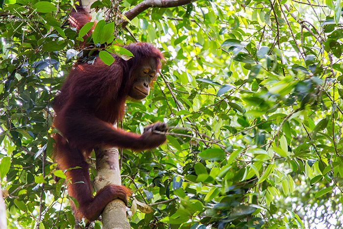 Orangutanes en Borneo