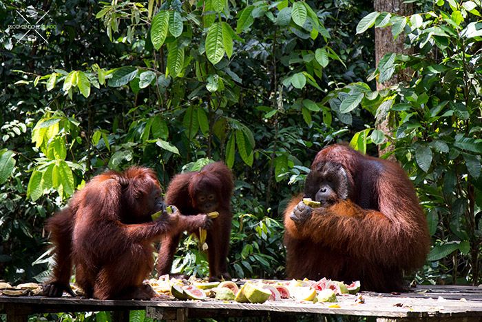 Orangutanes en Borneo