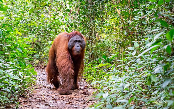 Orangutanes en Borneo