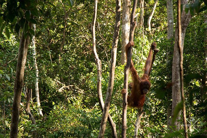 Orangutanes en Borneo