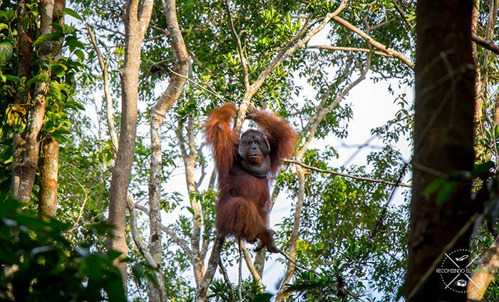 Orangutanes en Borneo