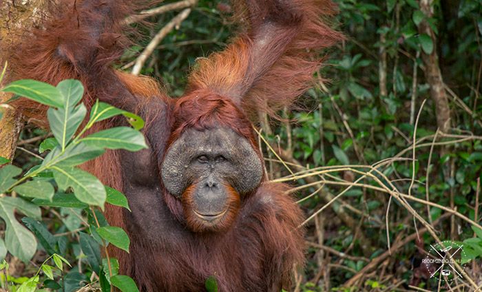 Orangutanes en Borneo