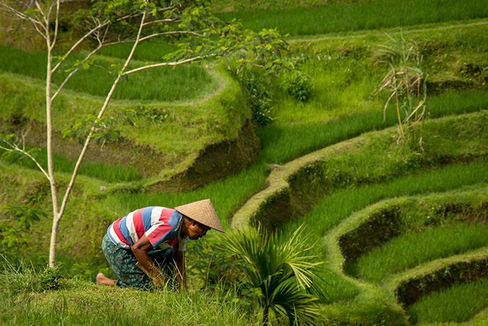 Guía de Ubud