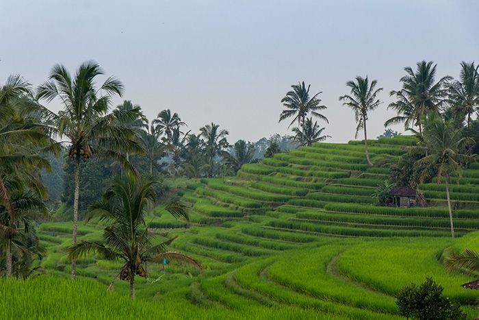 Guía de Ubud