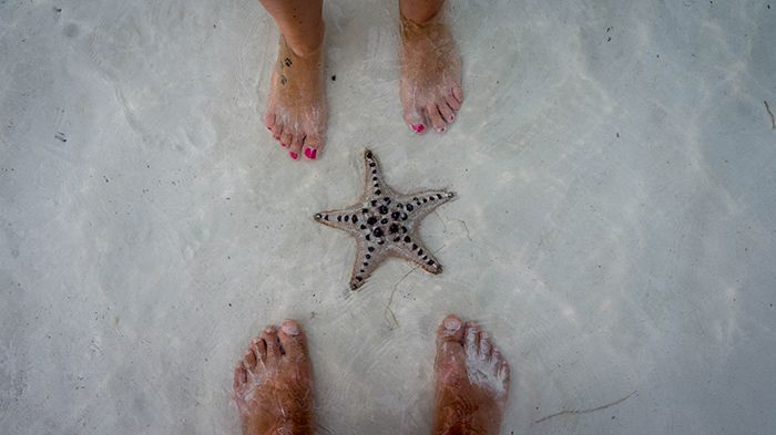 Estrella de mar