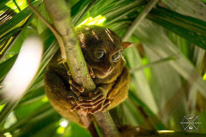 Bohol el hogar de los tarsiers