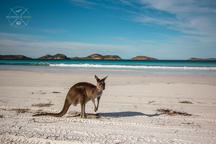 Lucky Bay Esperance