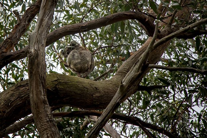 Koala en Australia