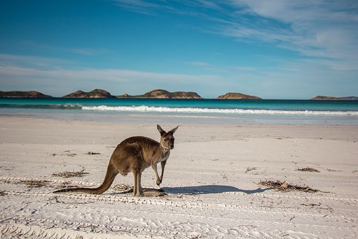 Canguros en Lucky bay