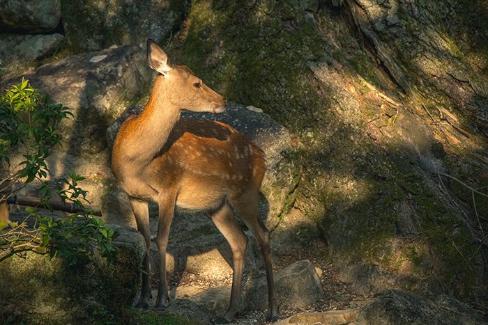 Qué ver en Miyajima