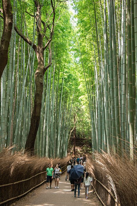 Bosque de bambú y los templos de Arashiyama