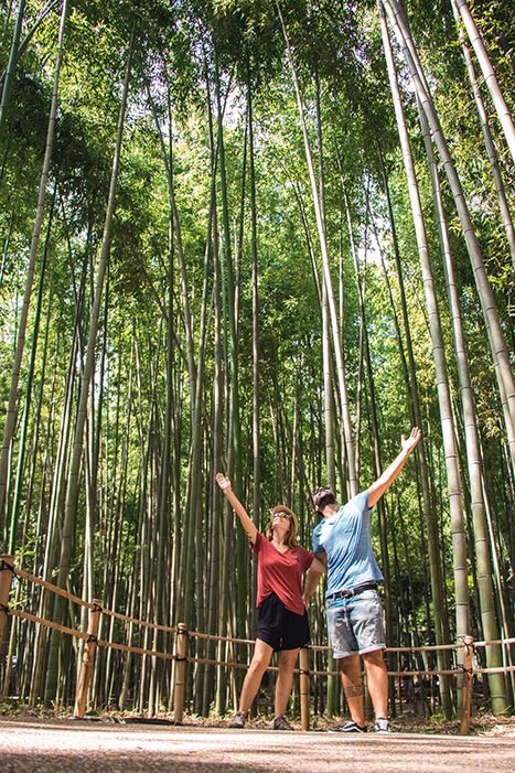 Bosque de bambú y los templos de Arashiyama