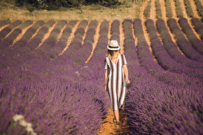 Campos de lavanda en Sault