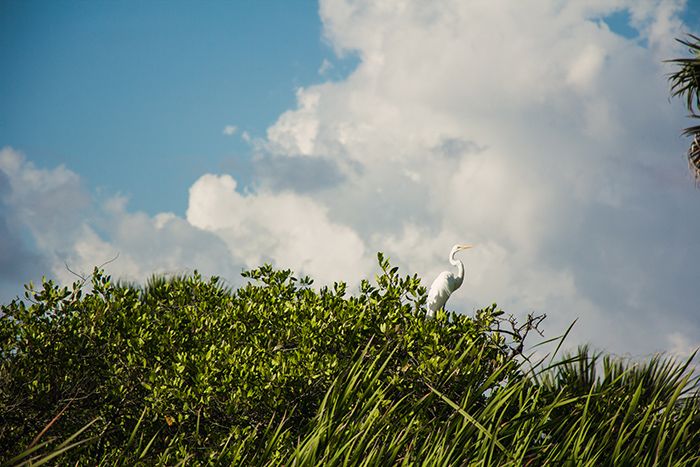 Laguna Manialtepec