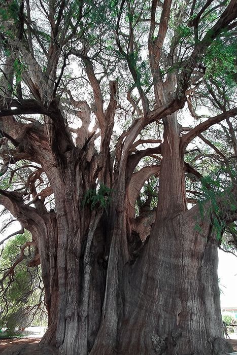 Árbol de Tule