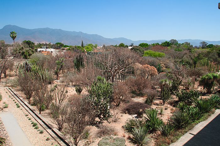 Jardín etnobontánico