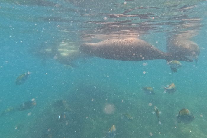 Nadar con lobos Marinos en Isla Espíritu Santo, Baja California Sur