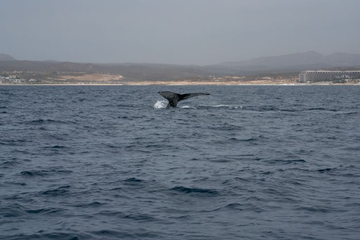 Avistamiento de Ballenas. Tour con Cabo Adventure en los Cabos, Baja California Sur