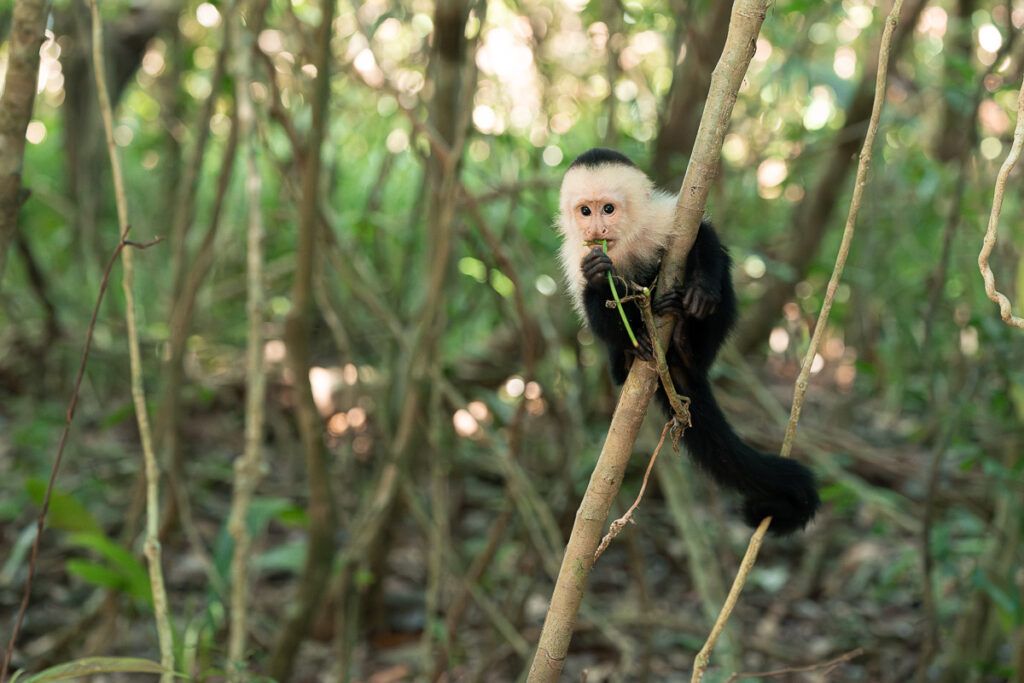 Mono capuchino cariblanco en las ramas de los árboles del Parque Nacional Corcovado