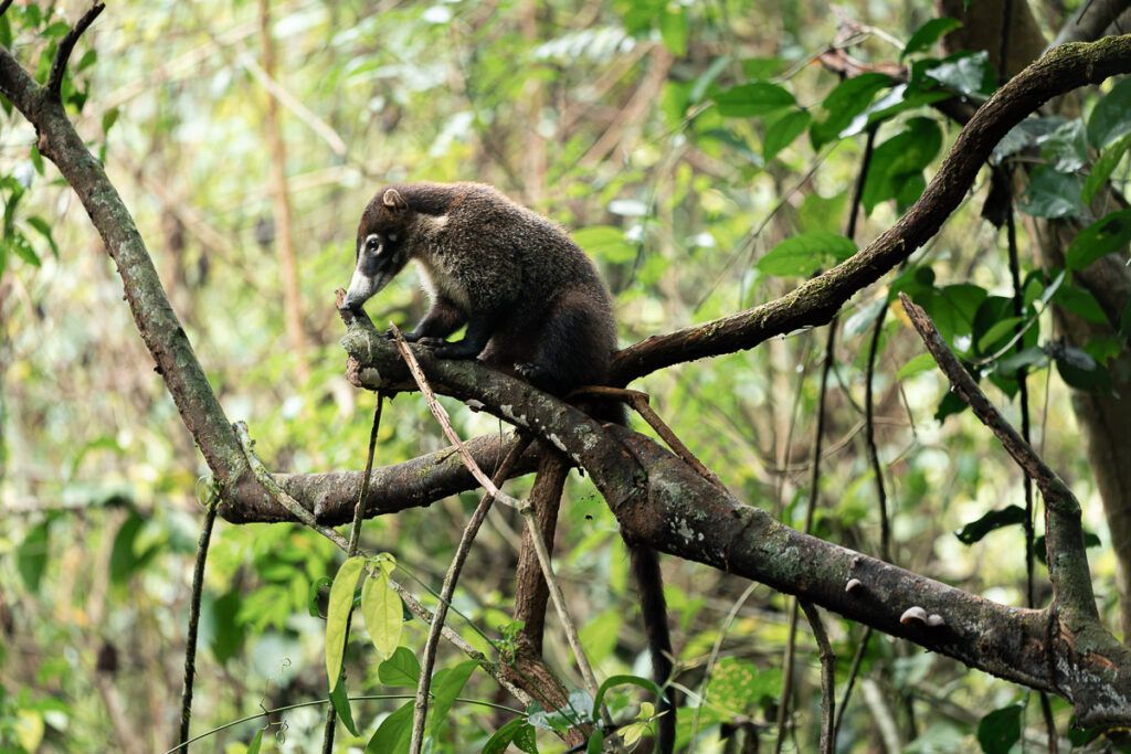 Tapir o danta descansando entre la vegetacion del Parque Nacional Corcovado